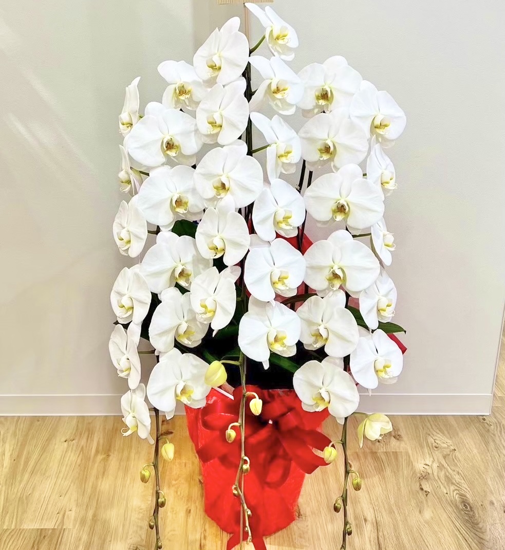 【千代田区神田】就任祝いに贈る豪華な胡蝶蘭